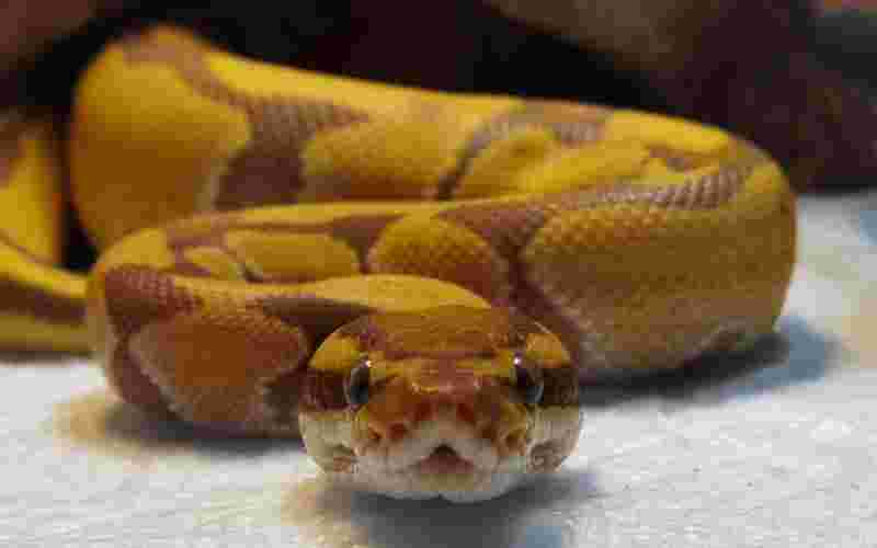 黄金球蟒国内可以养吗,黄金球蟒-第1张图片-翡翠网 黄金球蟒国内可以养吗,黄金球蟒-第1张图片-翡翠网