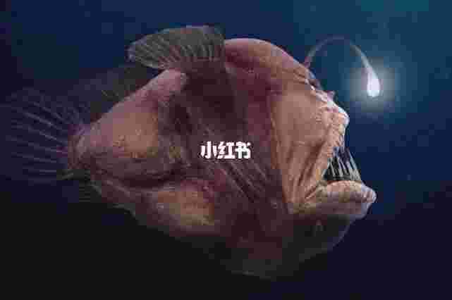 软黄金鱼,软黄金鱼籽是什么鱼-第2张图片-翡翠网