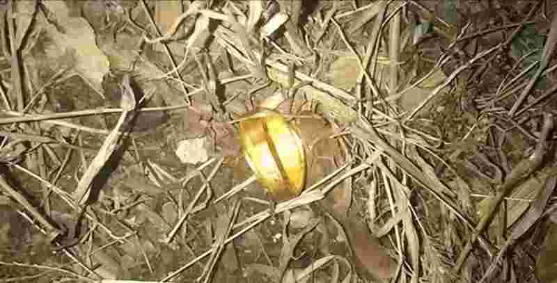 捡到金戒指好不好,捡到金戒指好不好呀-第1张图片-翡翠网