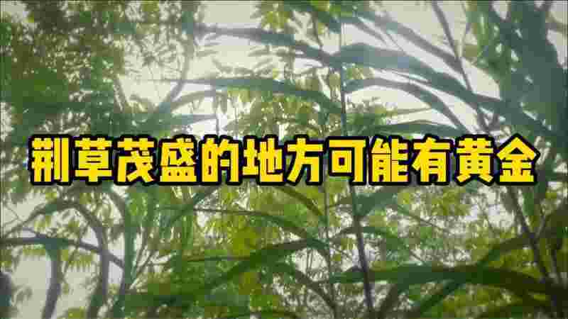 荆草生长的地方是有黄金吗,荆草生长的地方有金子是真的嘛-第1张图片-翡翠网