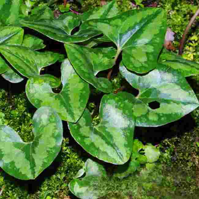 植物金耳环图片植物黄金图片大全图-第1张图片-翡翠网