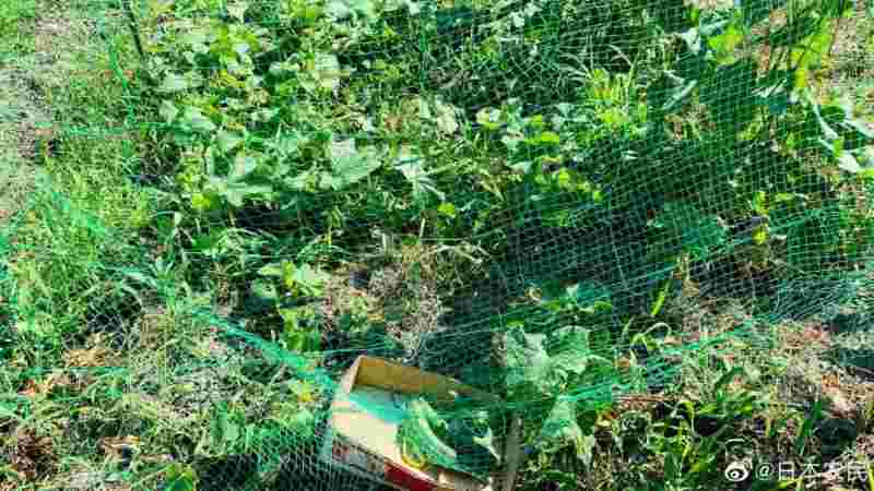 养三个孩子需要多少钱,杨桑-第2张图片-翡翠网 养三个孩子需要多少钱,杨桑-第2张图片-翡翠网