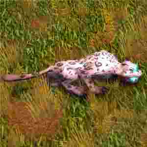 翡翠猎豹翡翠豹子图片-第2张图片-翡翠网