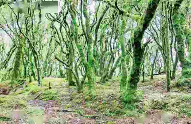 百草童话精油百草童话-第1张图片-翡翠网 百草童话精油百草童话-第1张图片-翡翠网