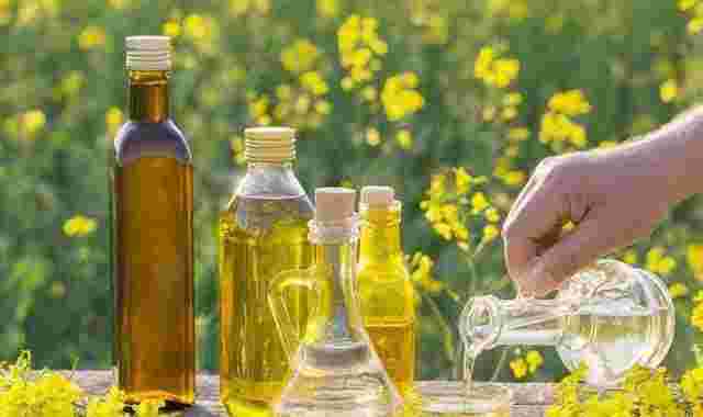 药材种植项目哪种最好哪种最好-第1张图片-翡翠网