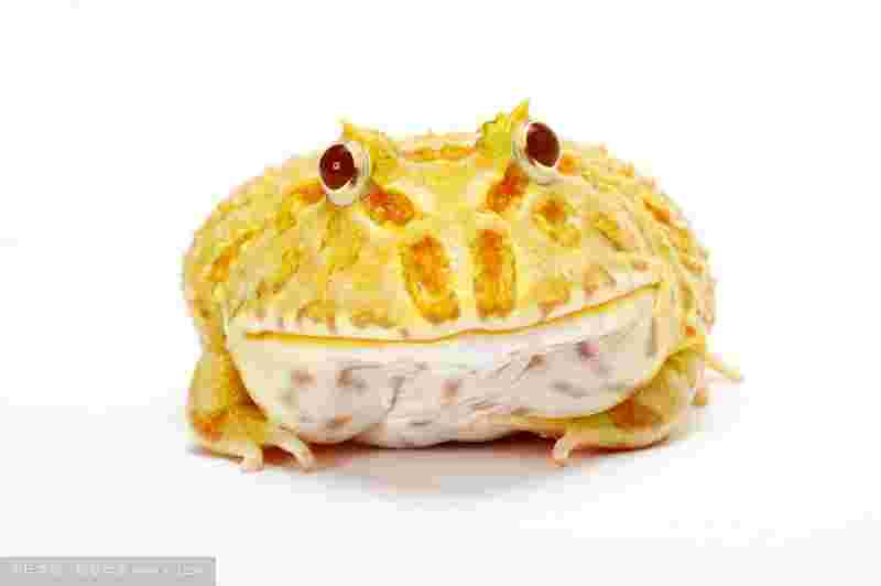 黄金角蛙黄金角蛙吃什么-第1张图片-翡翠网 黄金角蛙黄金角蛙吃什么-第1张图片-翡翠网