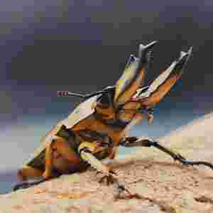 黄金鬼锹甲对战独角仙,黄金鬼锹-第2张图片-翡翠网