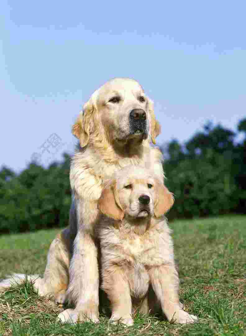 黄金猎犬黄金猎犬是金毛吗-第2张图片-翡翠网