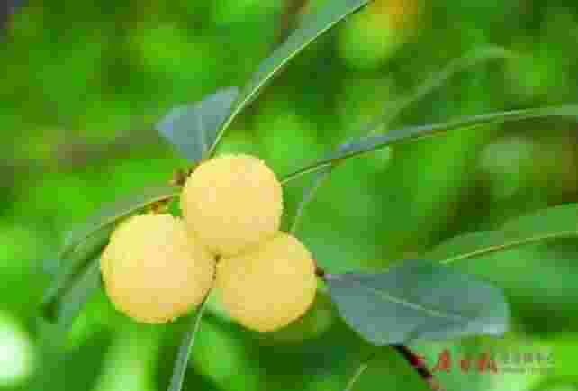 果蕾的意思果蕾-第1张图片-翡翠网