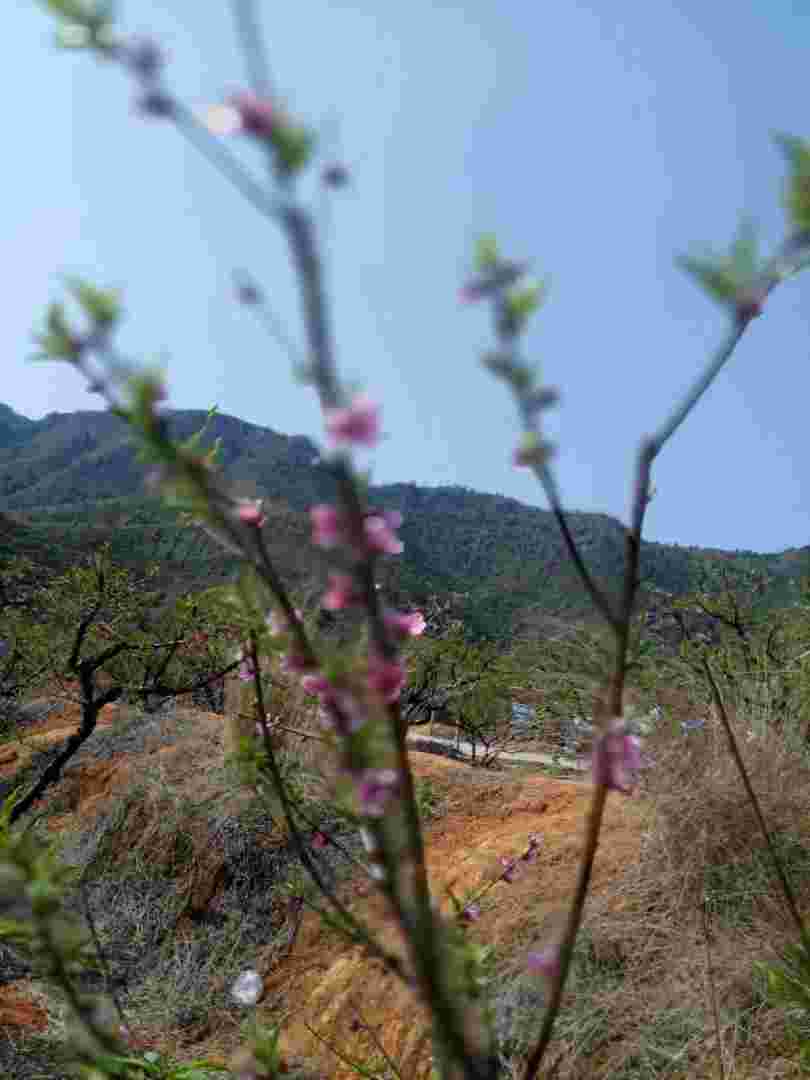 果蕾的意思果蕾-第2张图片-翡翠网