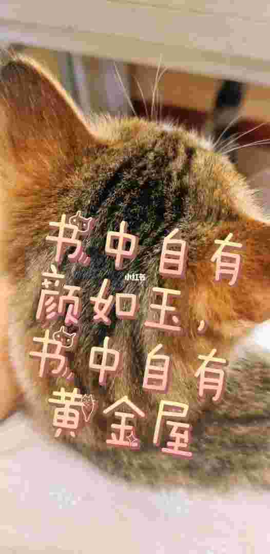 书中自有黄金屋书中自有颜如玉,俗话说书中自有黄金屋书中自有颜如玉-第1张图片-翡翠网 书中自有黄金屋书中自有颜如玉,俗话说书中自有黄金屋书中自有颜如玉-第1张图片-翡翠网