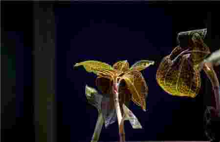 金耳环植物珍贵药材金耳环草药价格-第1张图片-翡翠网