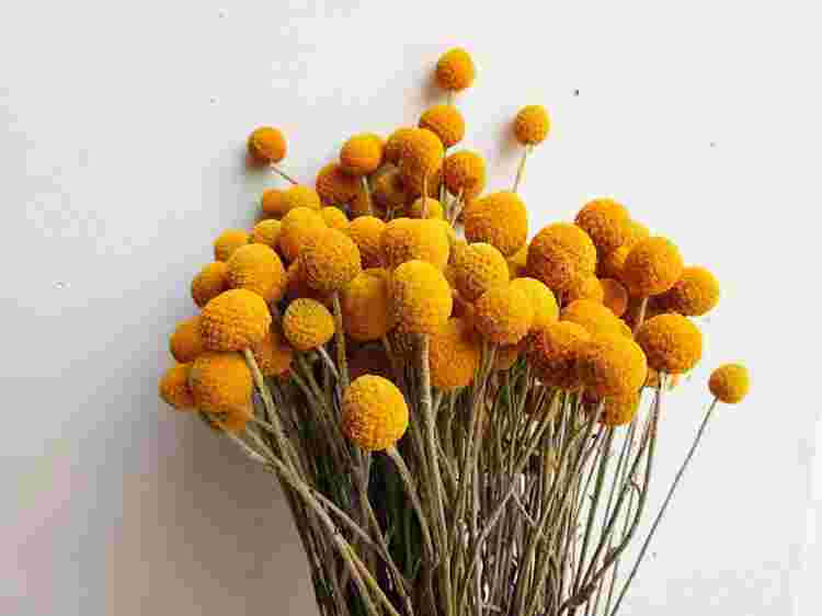 黄金球细菌感染有什么症状黄金球-第1张图片-翡翠网 黄金球细菌感染有什么症状黄金球-第1张图片-翡翠网