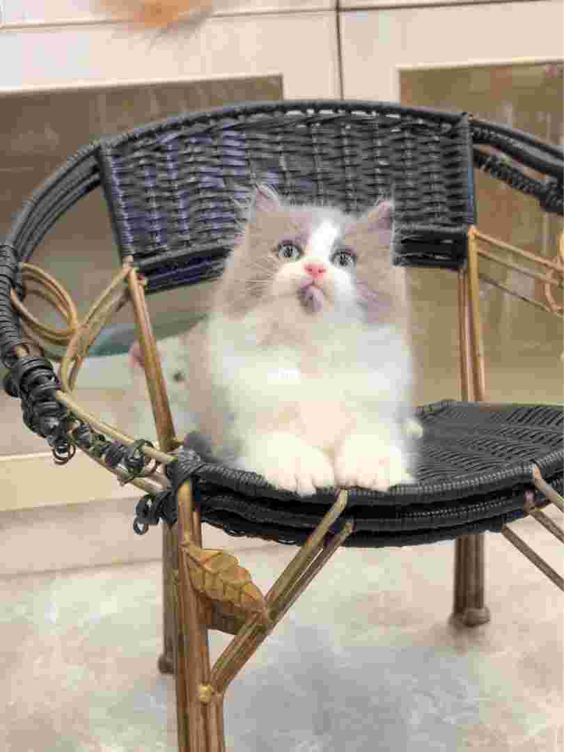 可蓝全身白可蓝是矿泉水吗-第2张图片-翡翠网 可蓝全身白可蓝是矿泉水吗-第2张图片-翡翠网