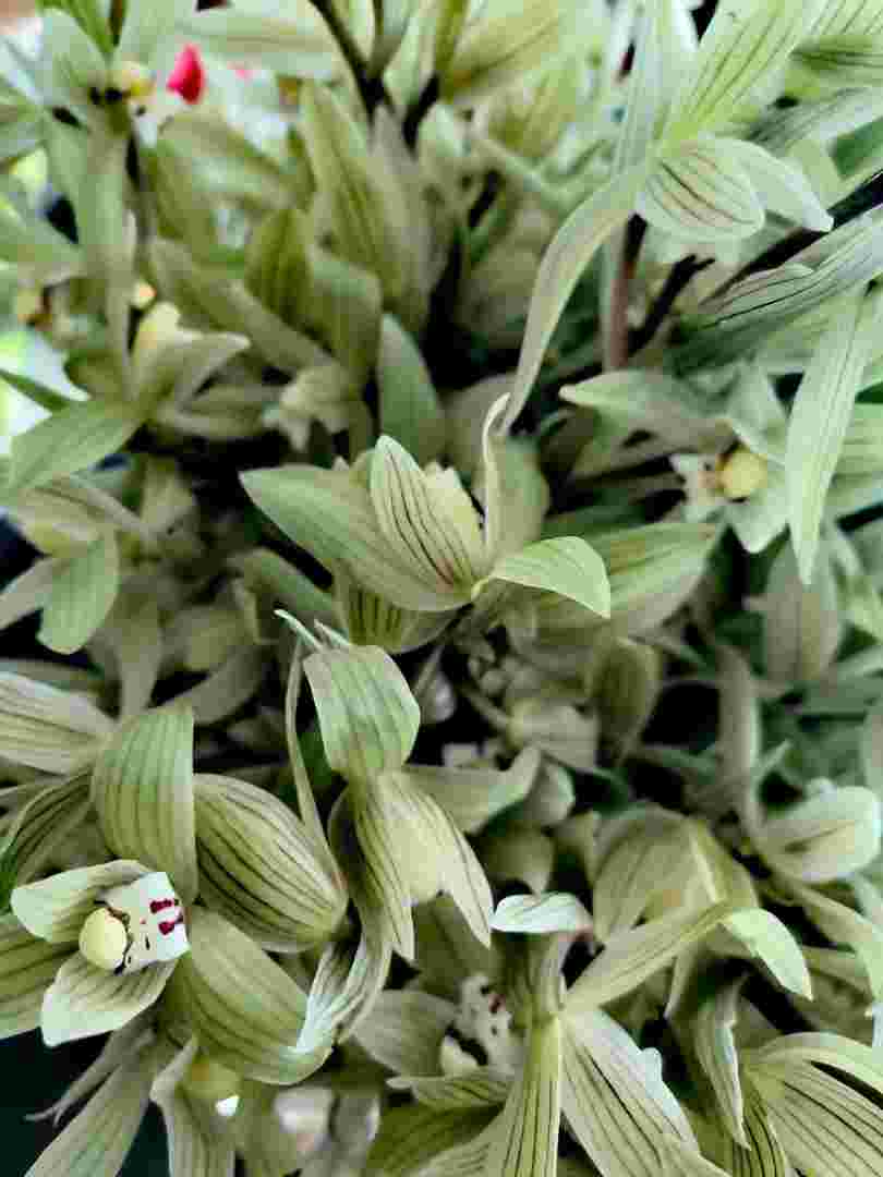 香之美绿豆饼,香之美-第2张图片-翡翠网