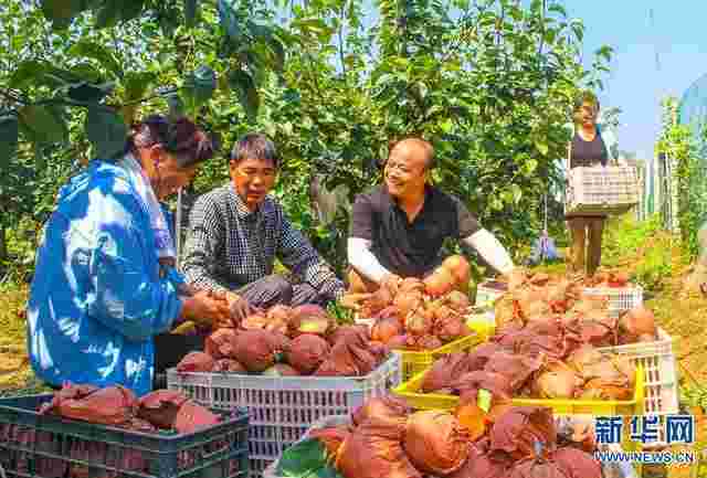 河南南阳春节村民山坡上疯狂挖黄金,4男子去河南“挖金” 5天后遗体被发现-第2张图片-翡翠网