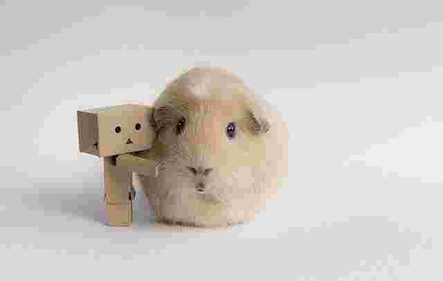 仓鼠球黄金版有安卓版仓鼠球黄金版-第2张图片-翡翠网