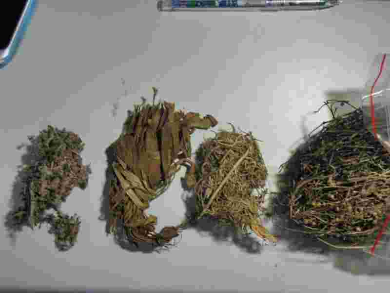 耳环根这草药有什么作用的简单介绍-第2张图片-翡翠网 耳环根这草药有什么作用的简单介绍-第2张图片-翡翠网