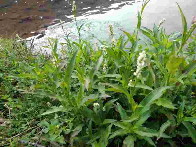 耳环根这草药有什么作用的简单介绍-第1张图片-翡翠网 耳环根这草药有什么作用的简单介绍-第1张图片-翡翠网