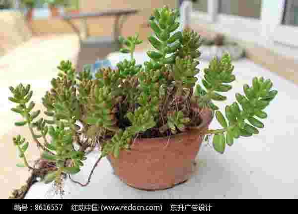 耳坠草图片耳坠草图片大全-第1张图片-翡翠网