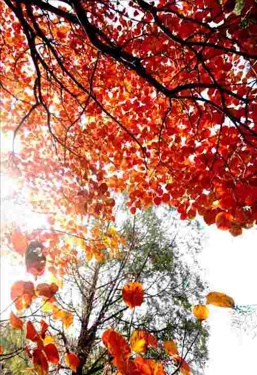 满城尽带黄金甲简介,电影满城尽带黄金甲简介-第1张图片-翡翠网 满城尽带黄金甲简介,电影满城尽带黄金甲简介-第1张图片-翡翠网