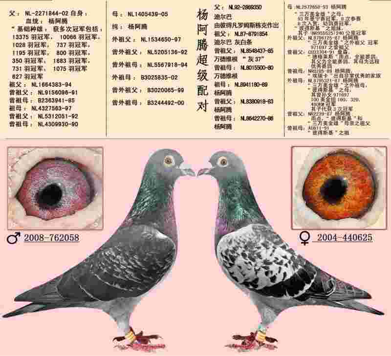 超级黄金右眼,超级黄金右眼罗晓-第1张图片-翡翠网