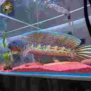 黄金眼镜蛇雷龙黄金眼镜蛇雷龙鱼能长多大-第2张图片-翡翠网