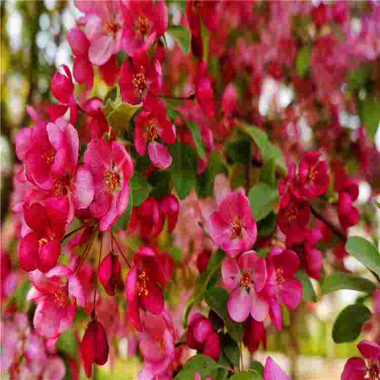 海棠钻石海棠石图片欣赏-第1张图片-翡翠网 海棠钻石海棠石图片欣赏-第1张图片-翡翠网