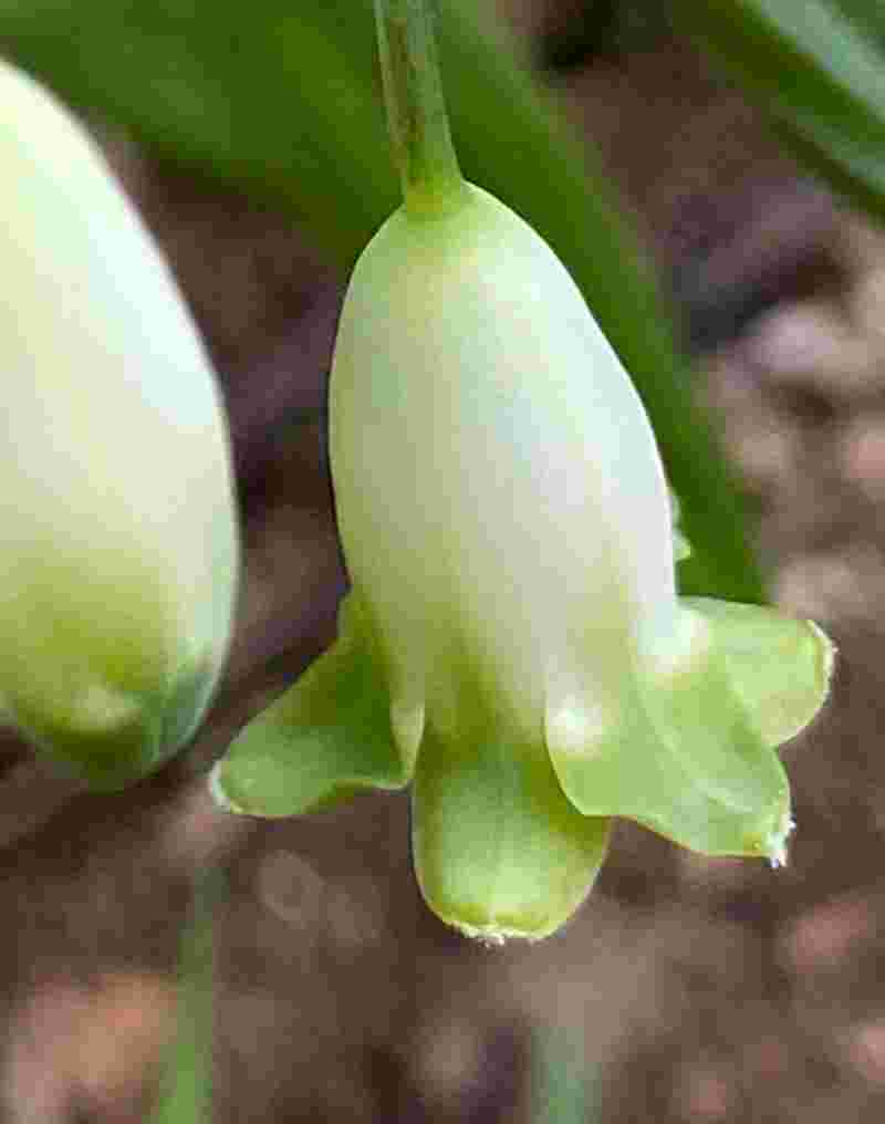 玉竹护肤品的功效,玉竹凝水透白乳液-第2张图片-翡翠网