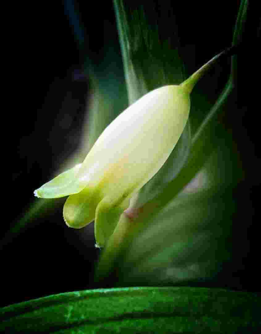 玉竹护肤品的功效,玉竹凝水透白乳液-第1张图片-翡翠网