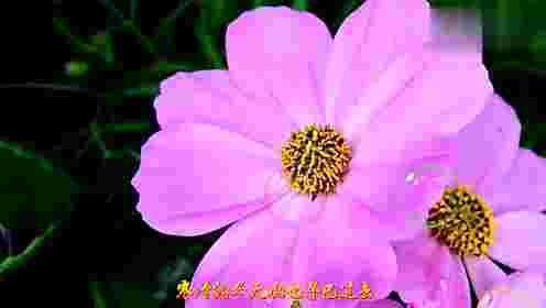 抖音最火歌曲什么花抖音最火歌曲什么花的歌-第1张图片-翡翠网