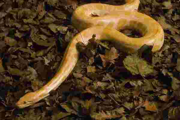 黄金巨蟒有毒吗,黄金巨蟒-第2张图片-翡翠网 黄金巨蟒有毒吗,黄金巨蟒-第2张图片-翡翠网