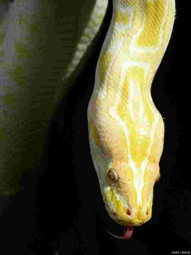 黄金巨蟒有毒吗,黄金巨蟒-第1张图片-翡翠网 黄金巨蟒有毒吗,黄金巨蟒-第1张图片-翡翠网