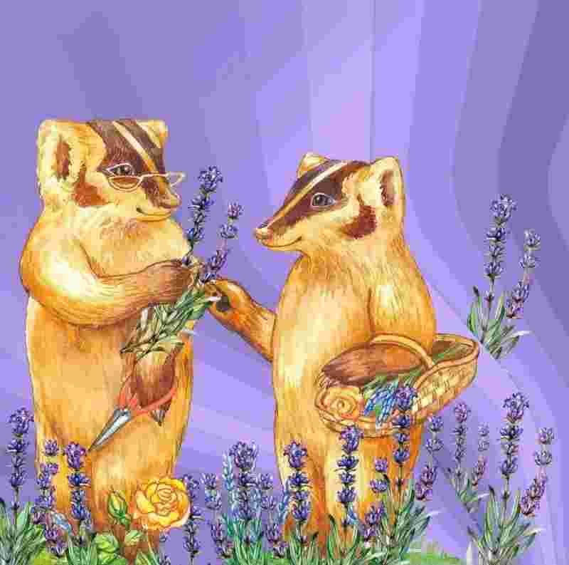 贝吉獾,贝吉獾怎么读-第1张图片-翡翠网