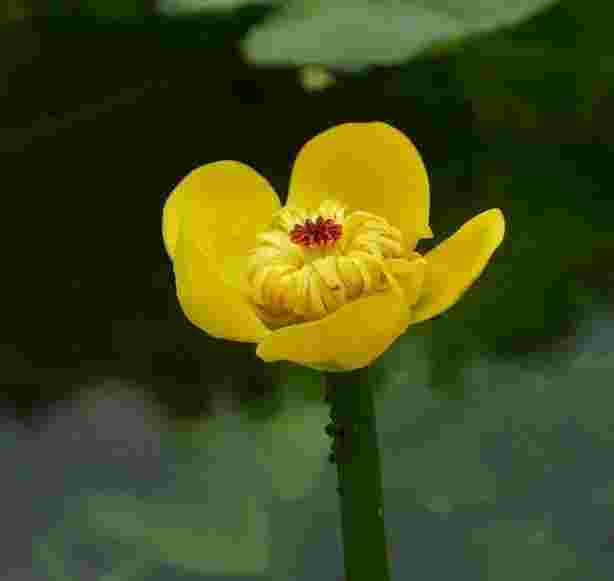 黄金莲,黄金莲花吊坠寓意-第1张图片-翡翠网 黄金莲,黄金莲花吊坠寓意-第1张图片-翡翠网