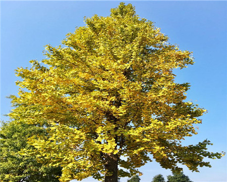 黄金树黄金树图片-第1张图片-翡翠网