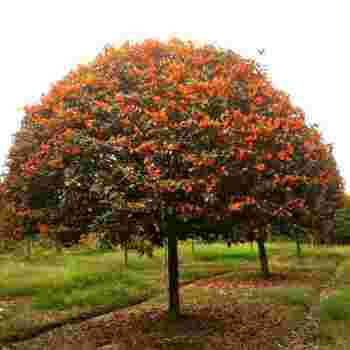 黄金桂黄金桂的功效与作用-第1张图片-翡翠网 黄金桂黄金桂的功效与作用-第1张图片-翡翠网