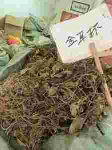 金耳环草,金耳环草的功效与作用-第1张图片-翡翠网