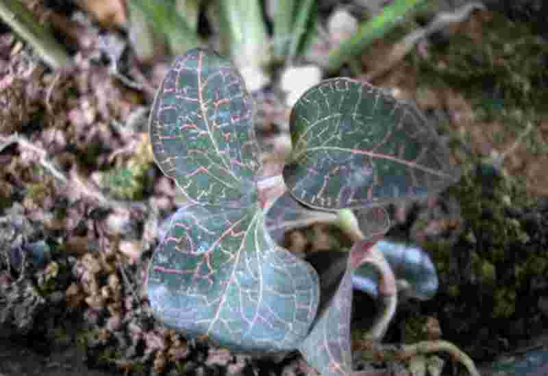 乔木金耳环草药图片大全,乔木金耳环草药图片-第1张图片-翡翠网 乔木金耳环草药图片大全,乔木金耳环草药图片-第1张图片-翡翠网