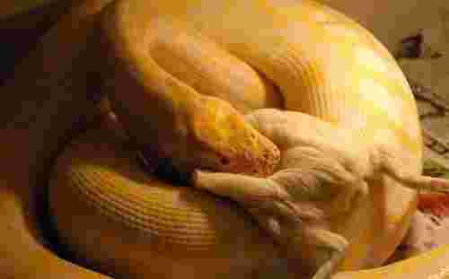 黄金蟒真的不会伤人吗黄金蟒有毒吗-第2张图片-翡翠网 黄金蟒真的不会伤人吗黄金蟒有毒吗-第2张图片-翡翠网