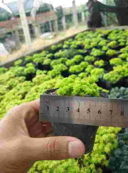 黄金丸,黄金丸一天吃几粒合适-第2张图片-翡翠网 黄金丸,黄金丸一天吃几粒合适-第2张图片-翡翠网