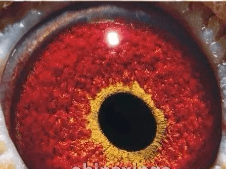 黄金眼图片浏览器怎么下载黄金眼图片浏览器-第2张图片-翡翠网 黄金眼图片浏览器怎么下载黄金眼图片浏览器-第2张图片-翡翠网