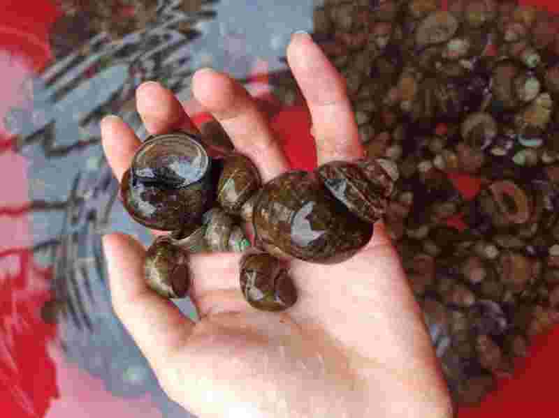 黄金螺图片,黄金螺是什么样子的-第2张图片-翡翠网 黄金螺图片,黄金螺是什么样子的-第2张图片-翡翠网