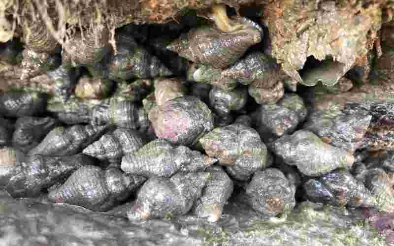 黄金螺图片,黄金螺是什么样子的-第1张图片-翡翠网 黄金螺图片,黄金螺是什么样子的-第1张图片-翡翠网