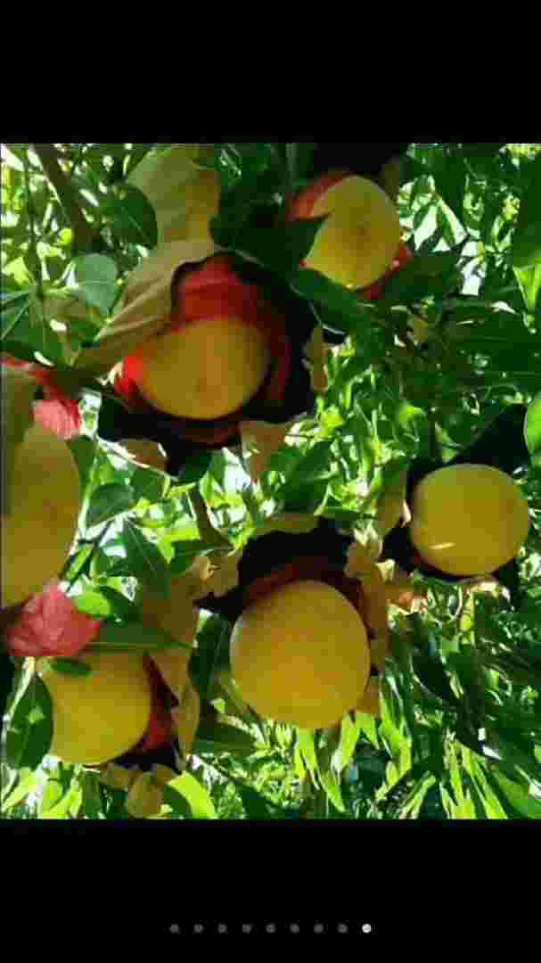 陕西黄金价格今日最新价多少钱一克,陕西黄金-第1张图片-翡翠网