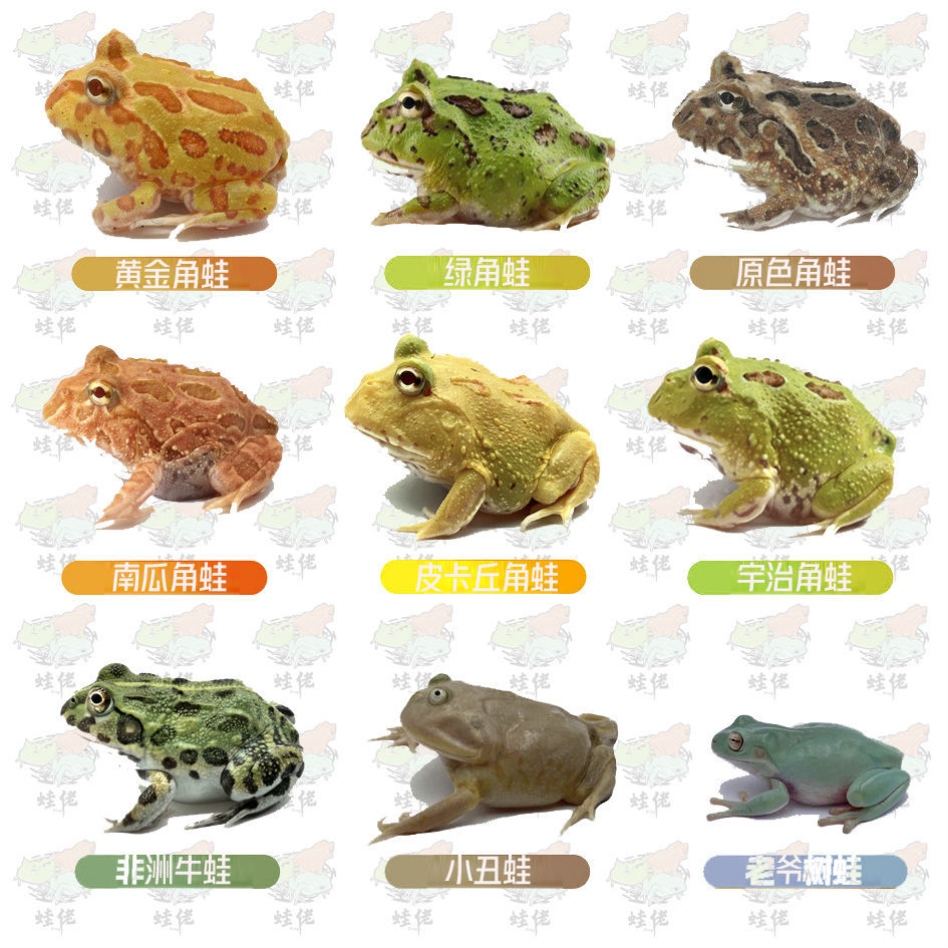 黄金角蛙寿命,黄金角蛙寿命多久-第1张图片-翡翠网