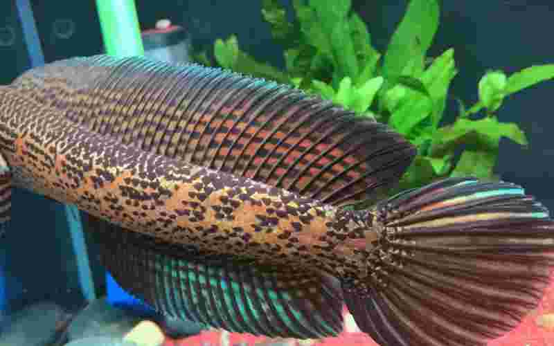 钱龙黄金眼八千多的怎么样,钱龙黄金眼全景版-第1张图片-翡翠网 钱龙黄金眼八千多的怎么样,钱龙黄金眼全景版-第1张图片-翡翠网