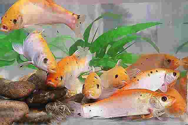 黄金桂鱼黄金桂鱼能不能吃-第1张图片-翡翠网 黄金桂鱼黄金桂鱼能不能吃-第1张图片-翡翠网