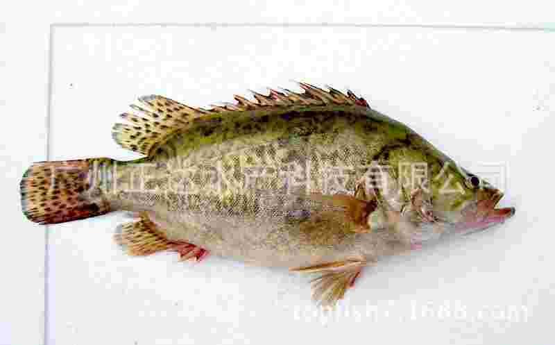 黄金桂鱼黄金桂鱼能不能吃-第2张图片-翡翠网 黄金桂鱼黄金桂鱼能不能吃-第2张图片-翡翠网