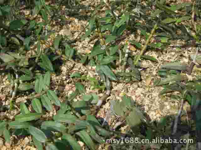 野生金耳环有什么作用金耳环草药长什么样子的-第1张图片-翡翠网 野生金耳环有什么作用金耳环草药长什么样子的-第1张图片-翡翠网